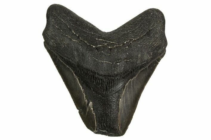 Bargain, Fossil Megalodon Tooth - North Carolina #338814